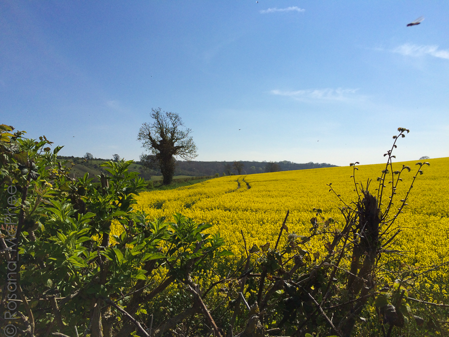 Discovering Wiltshire: Lacock, Avebury and Blounts Court Farm