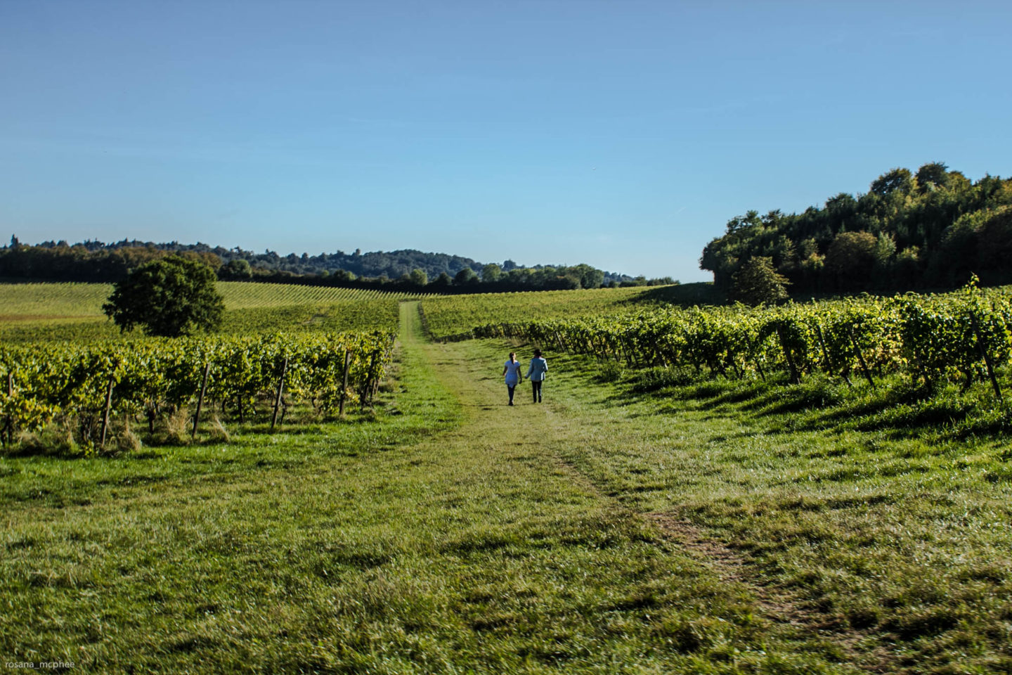 Denbies Wine Estate