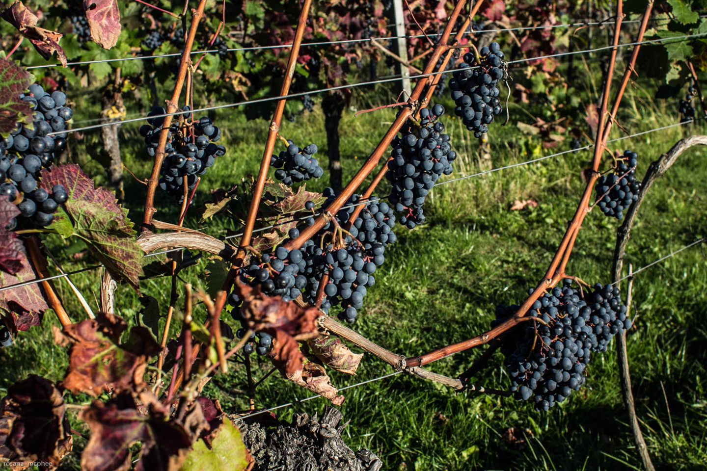 Denbies Wine Estate making English sparkling wines