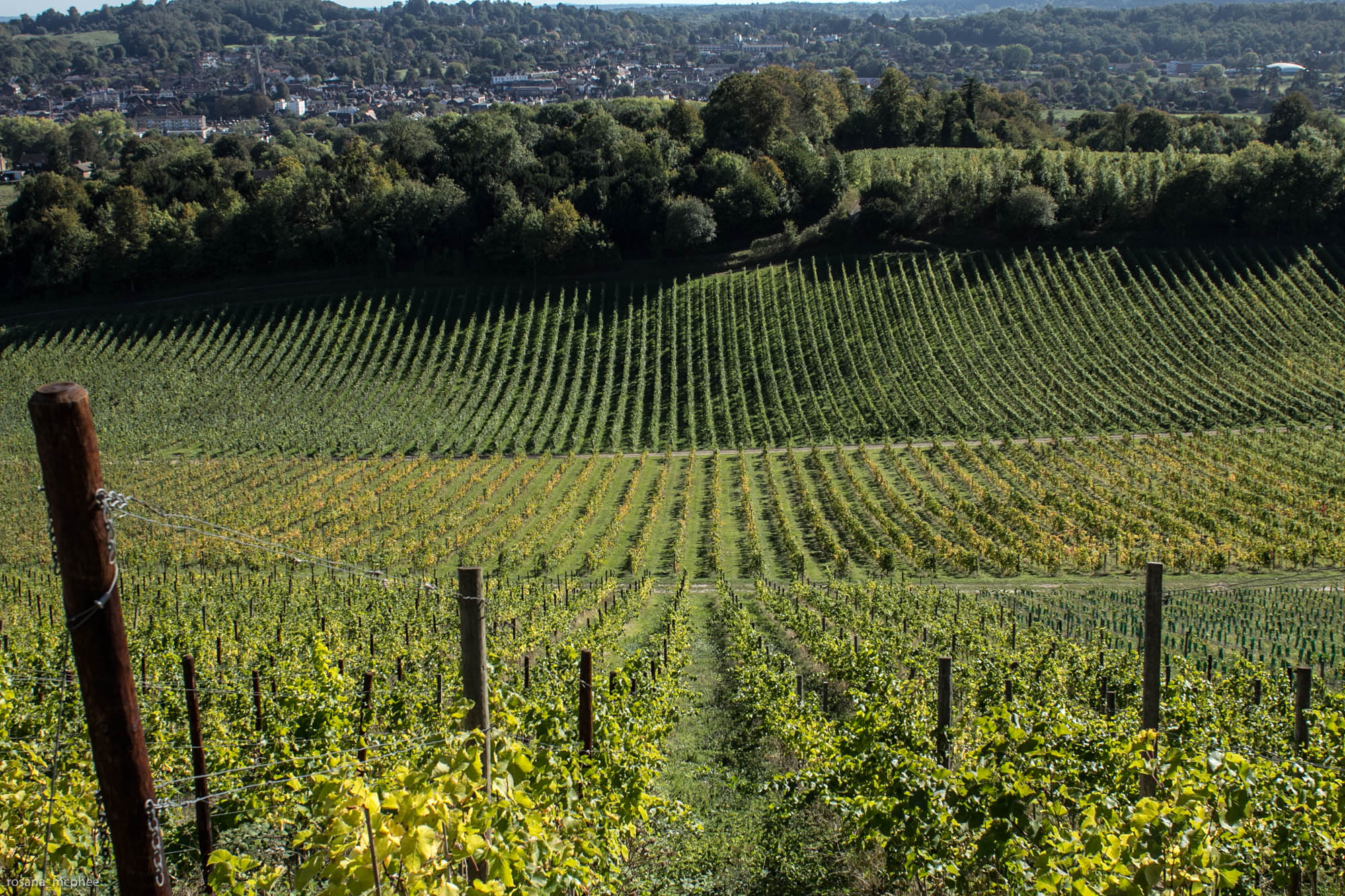 Denbies Wine Estate, english sparkling wines