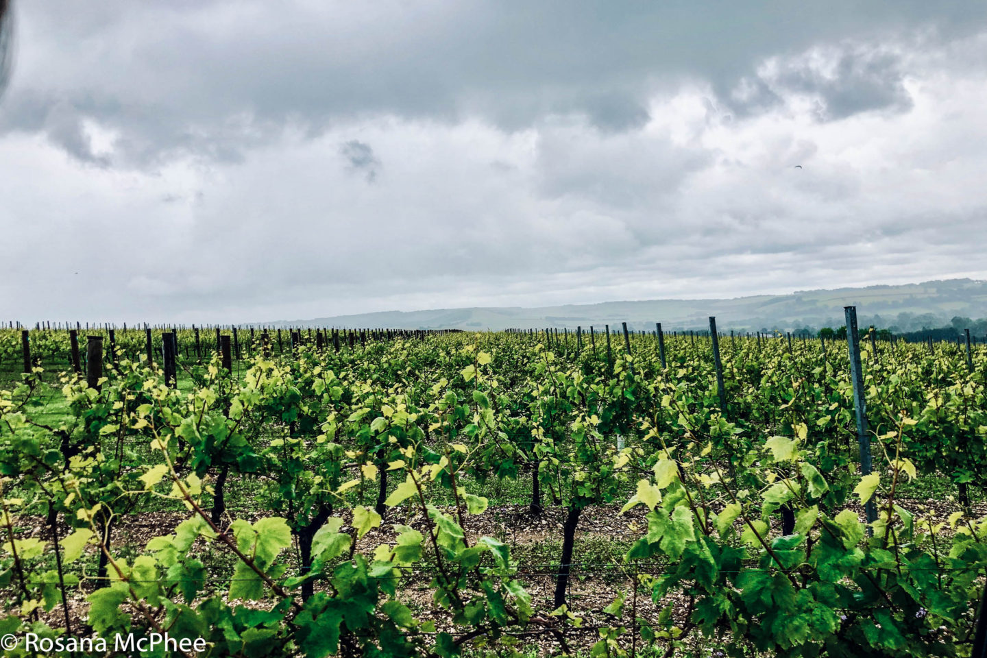 Exton Park Vineyard