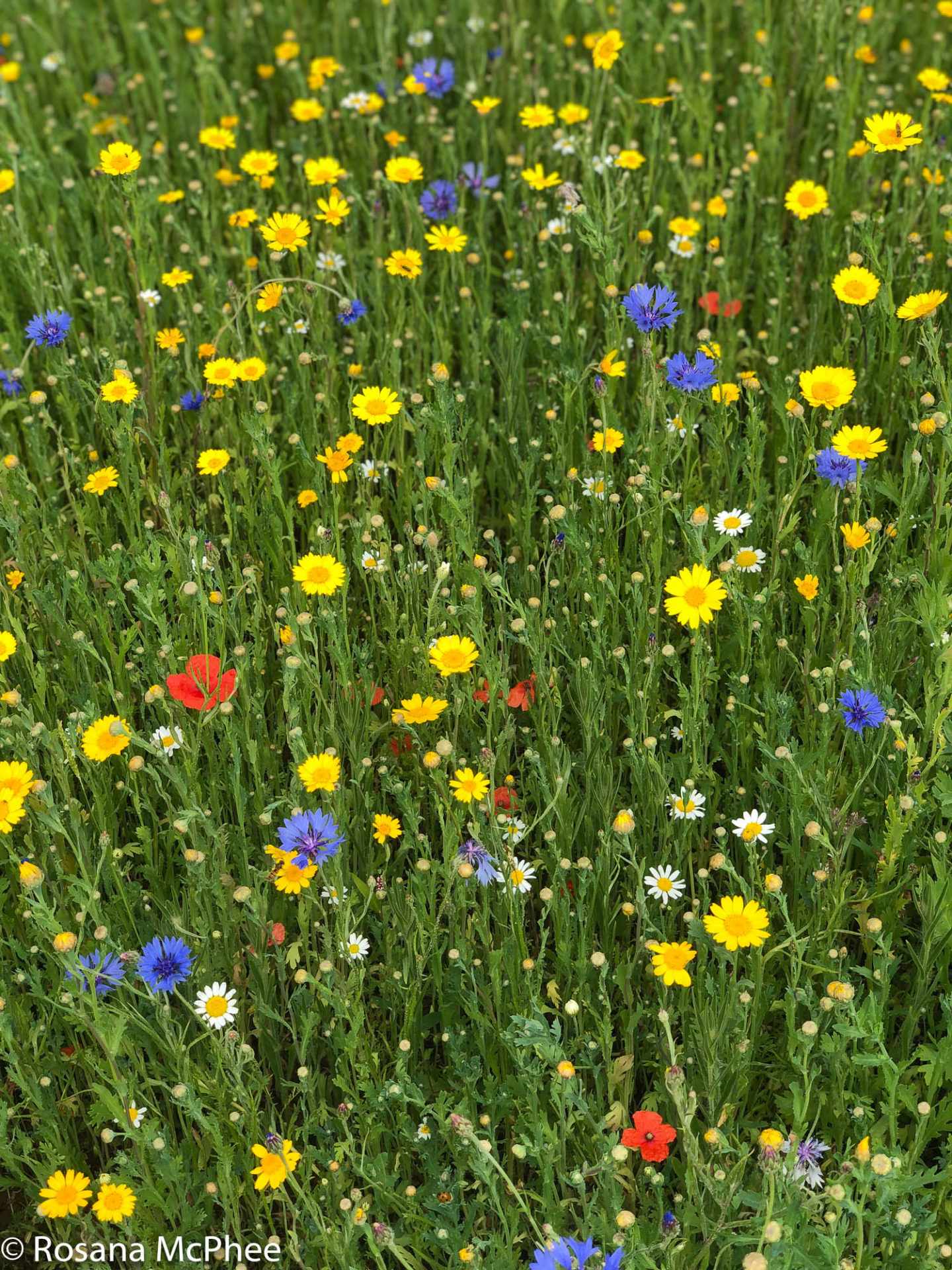 Wild flowers at the Cotswold Lavender
