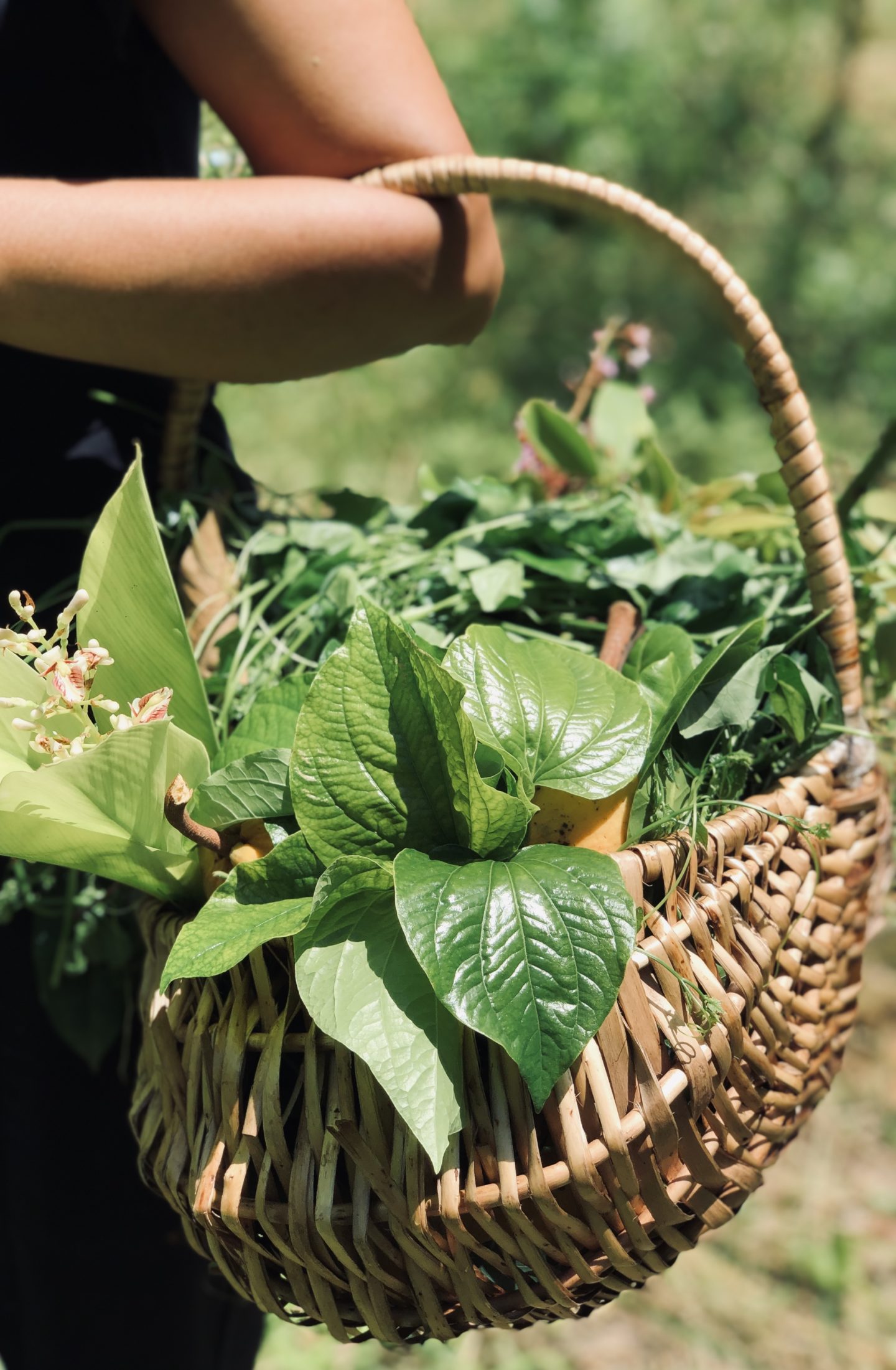 foraging at Red Rocket Farm, a gastronomic experience beyond Bangkok