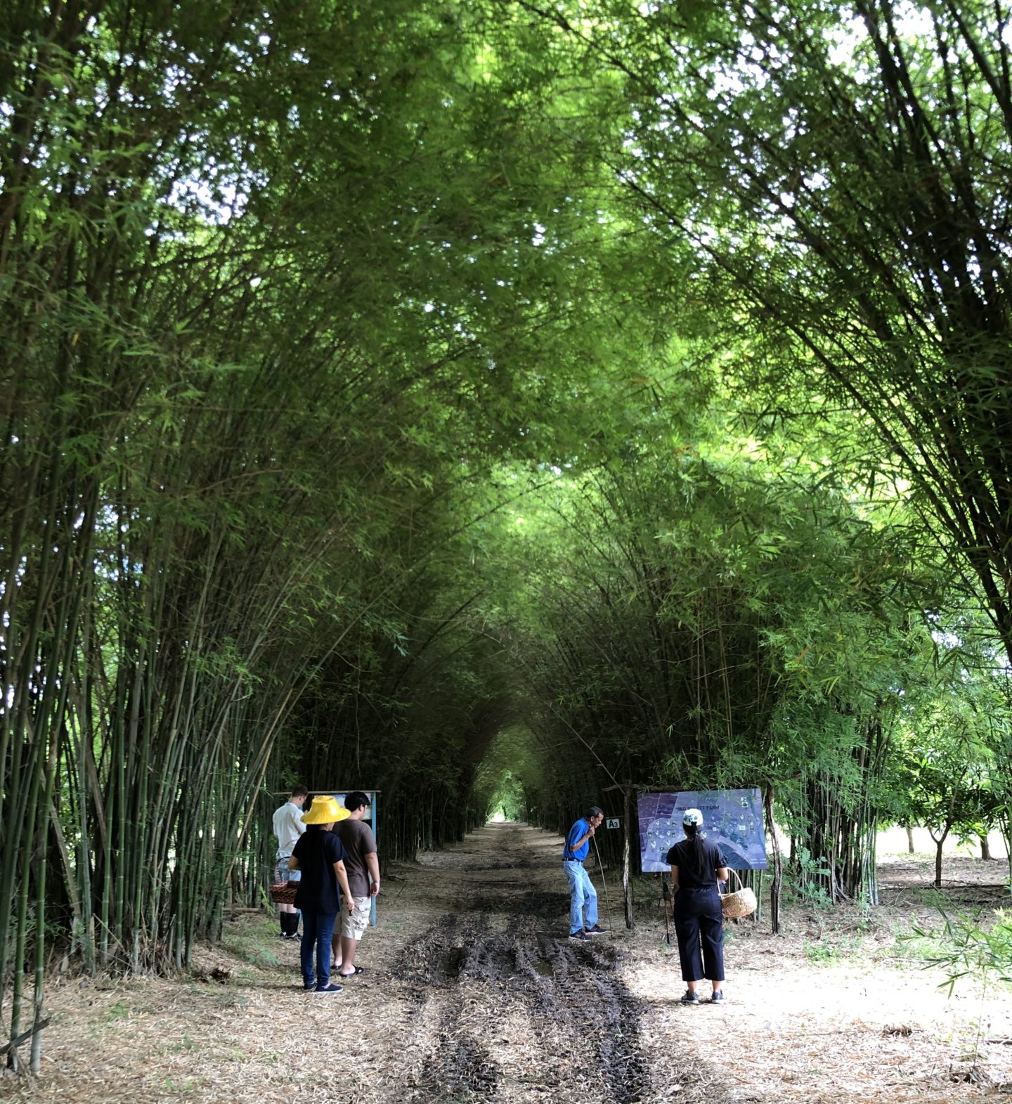 Red Rocket Farm - bamboo tunnel, a gastronomic experience beyond Bangkok