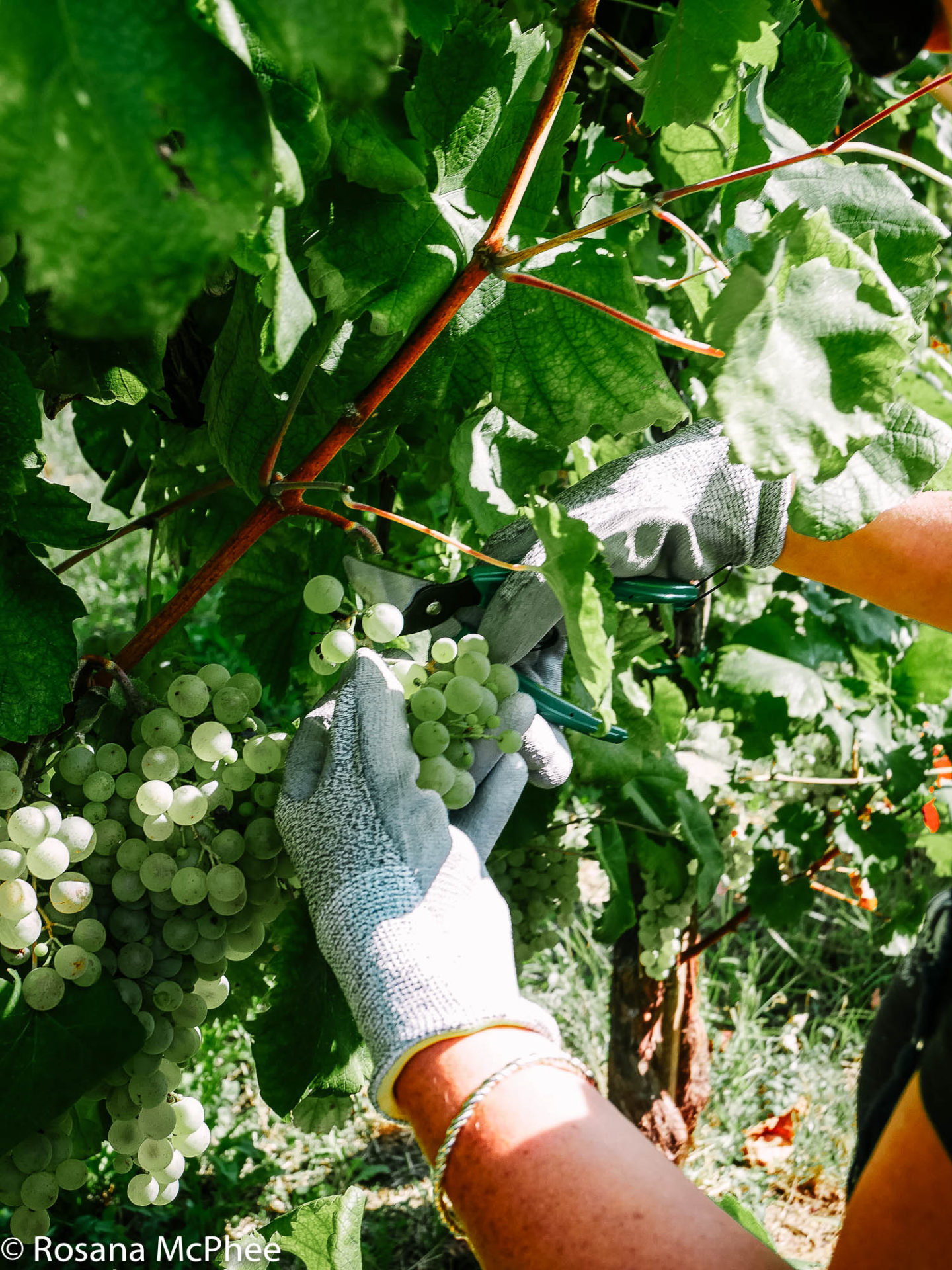 Picking grapes