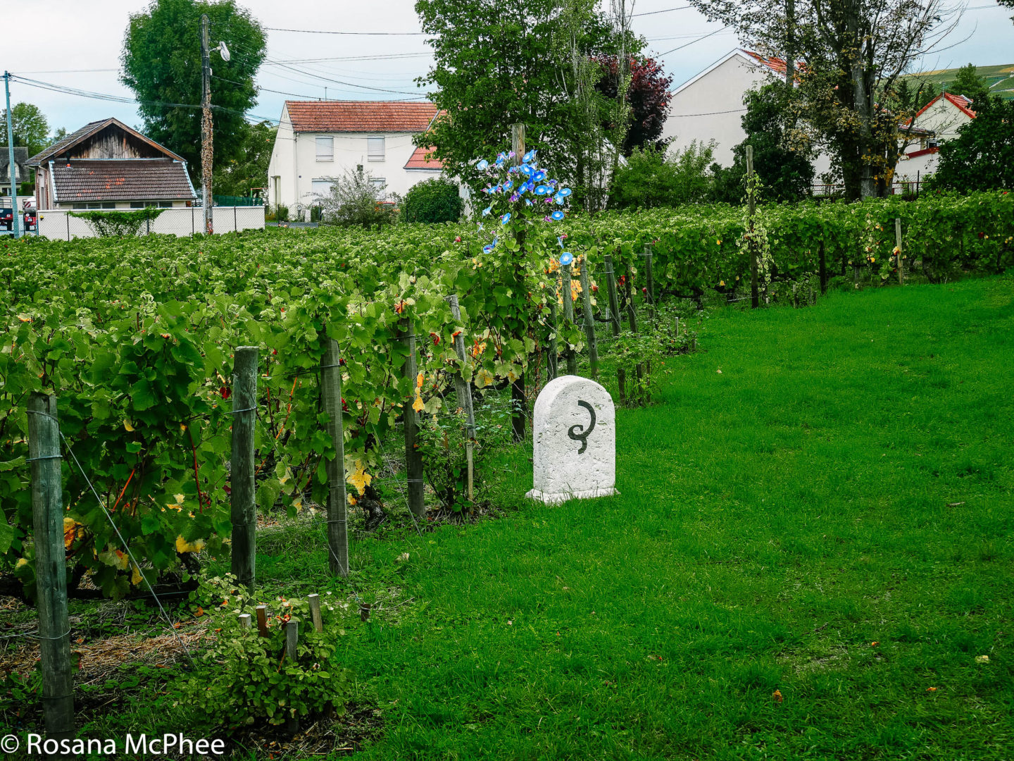 Clos Saint-Hilaire Vineyard