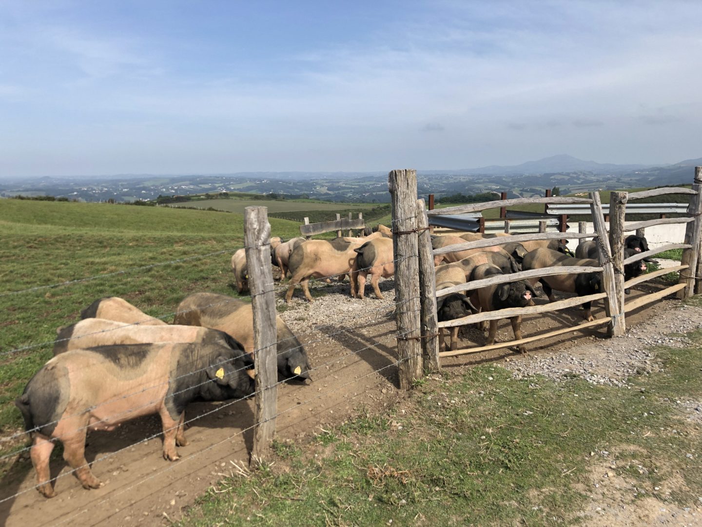 Kintoa Pigs