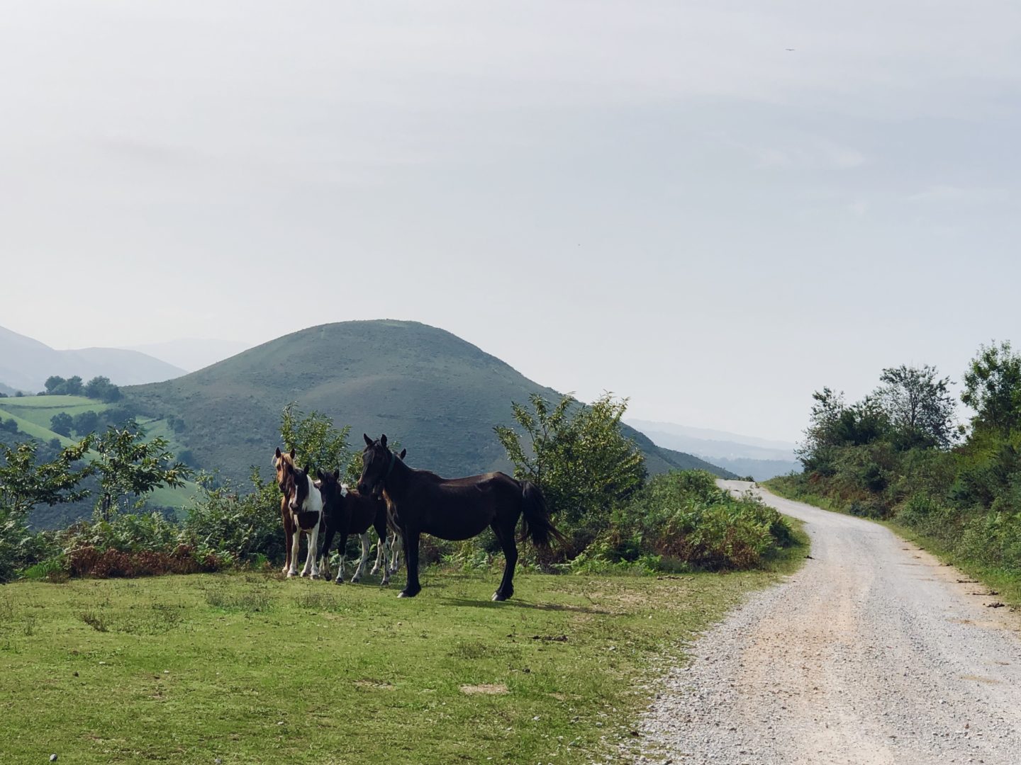 Wild Horses in the French Pays Basque mountains