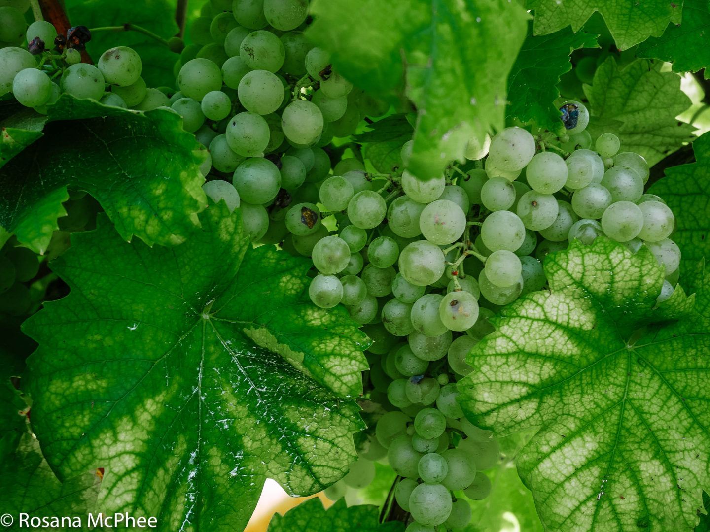 Glera grape (Prosecco grape)