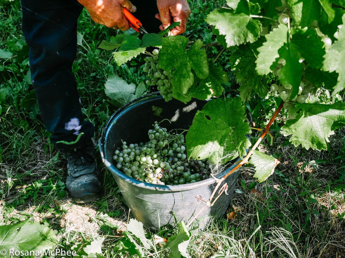 Picking grapes in Prosecco DOC 