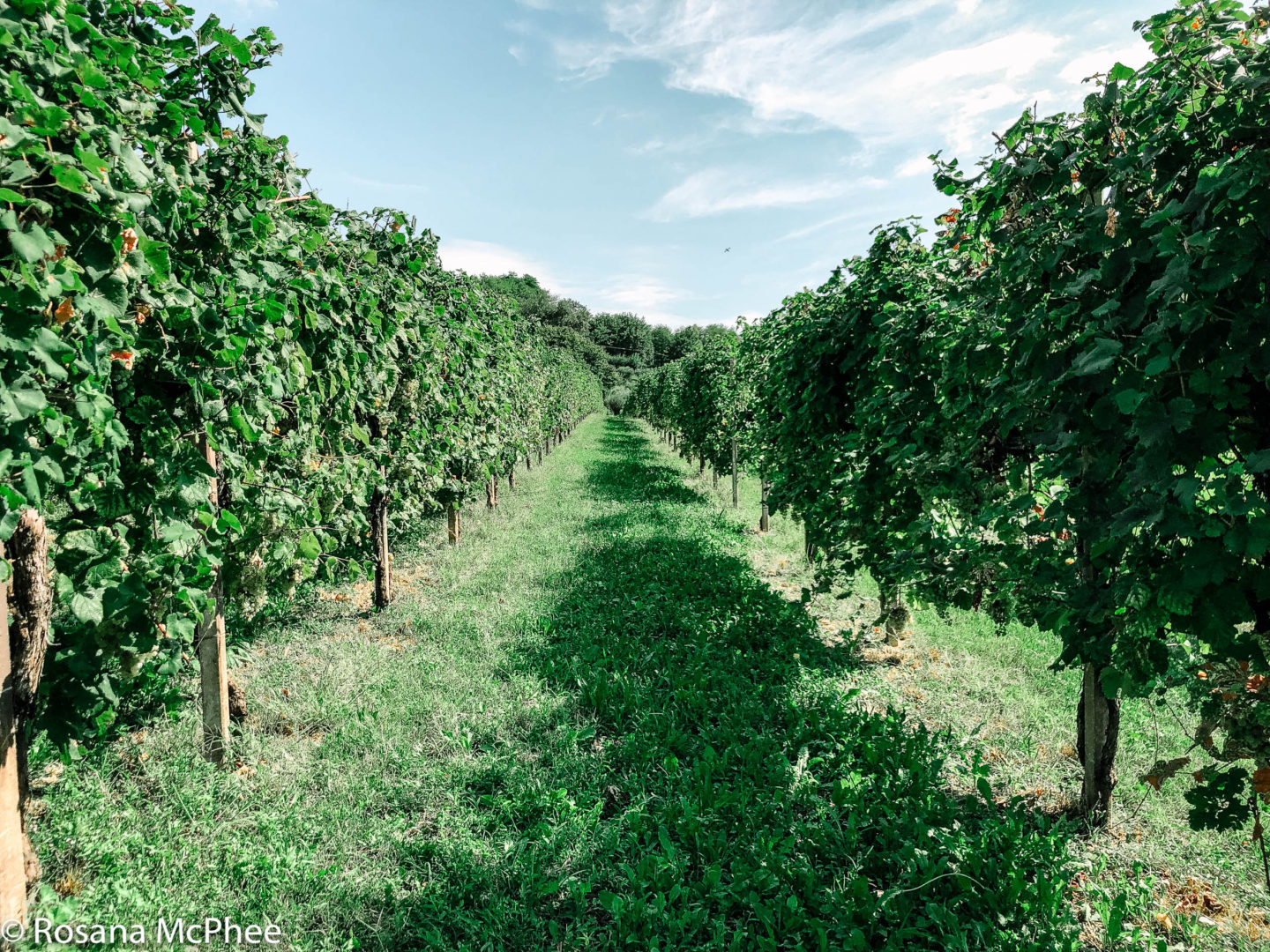 Glera vineyard